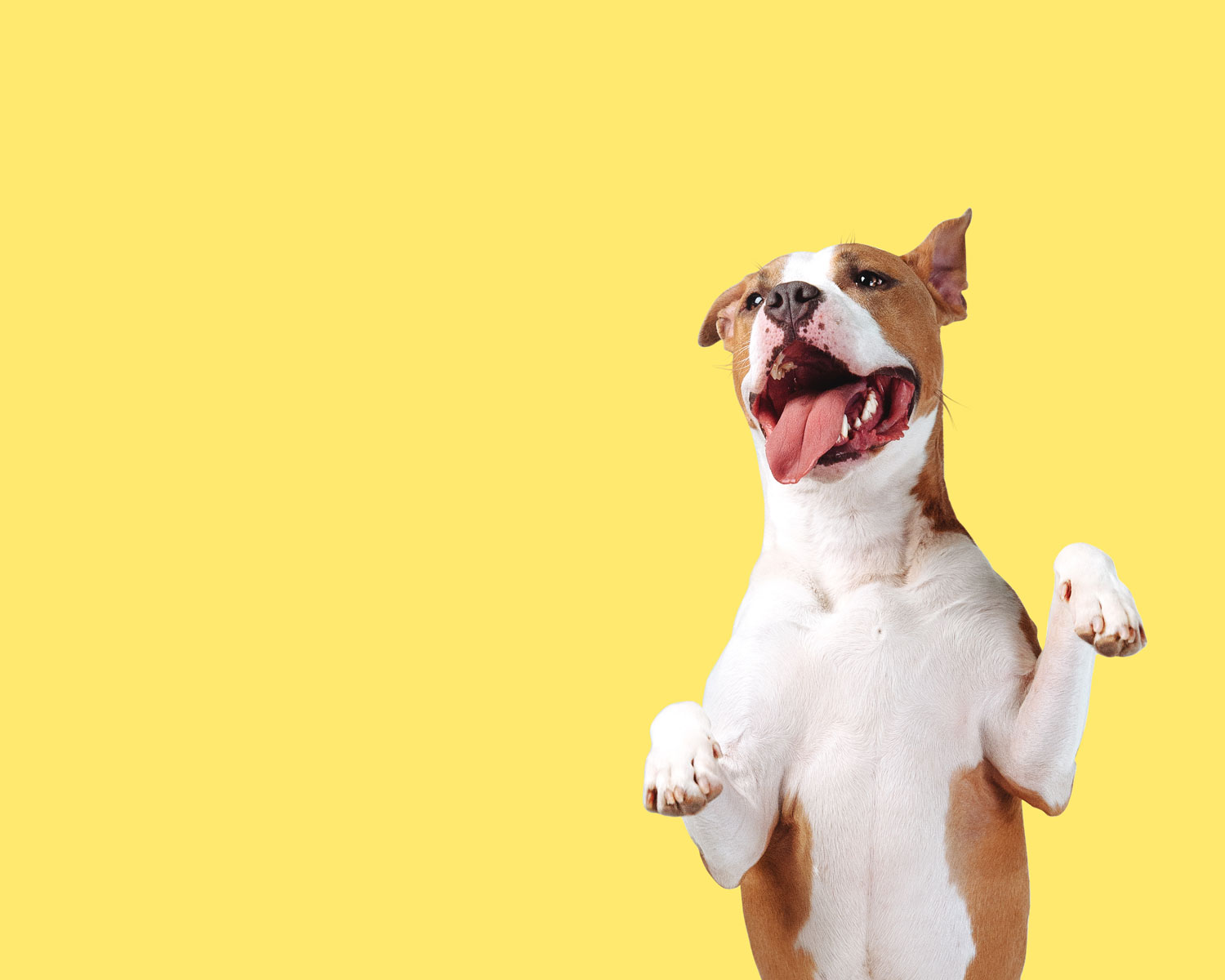 Good Dog! Dog Training Tips from a Pro Local Life Magazine Texas