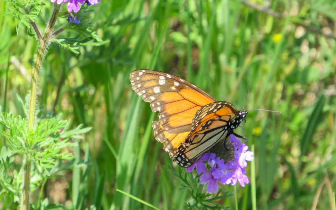 Growing a More Beautiful Burleson