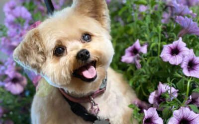 LOCAL LOVE PET SERVICES 2022: Lexie Duncan, Creative Design Dog Spa