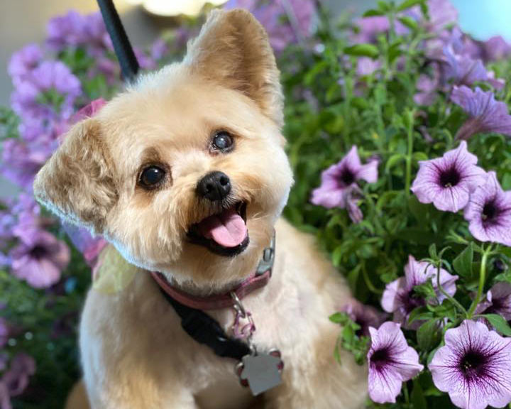 LOCAL LOVE PET SERVICES 2022 Lexie Duncan Creative Design Dog Spa 